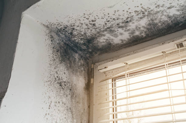 Affordable Black Mold Removal solutions in Cresson, TX