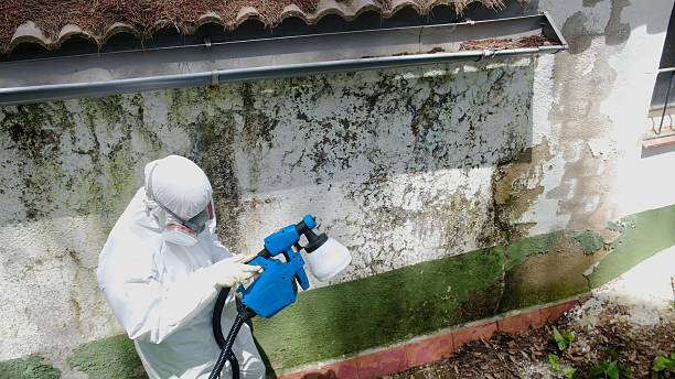 Top rated local Black Mold Removal specialists in Cresson, TX